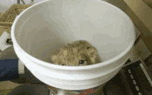 A Lion Jumping Out Of A Bucket To Give You A Hug GIF - Animals Cute GIFs
