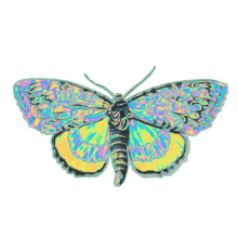 Holographic Butterfly Flying GIF - Holographic Butterfly Flying Wings GIFs