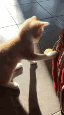 kitten ball playing cute kitty