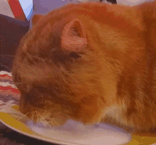 Bilbo Cat GIF - Bilbo Cat Drinking GIFs