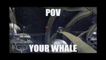Pov Your Whale Pov GIF - Pov Your Whale Pov Whale GIFs