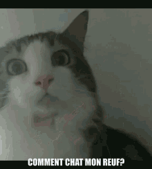 Cat Meme GIF - Cat Meme Meme Drole GIFs
