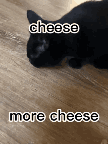 Cat Cheese GIF