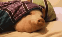 свинья спит GIF - свинья спит Pig GIFs