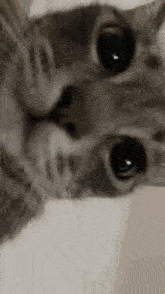a close up of a cat 's face looking at the camera with its eyes closed .