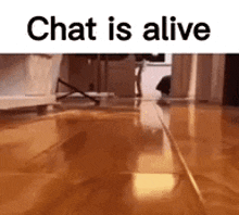 Chat Is Alive Cat Running GIF - Chat Is Alive Cat Running GIFs