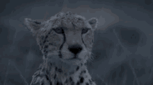 Cheetah Rain GIF - Cheetah Rain GIFs