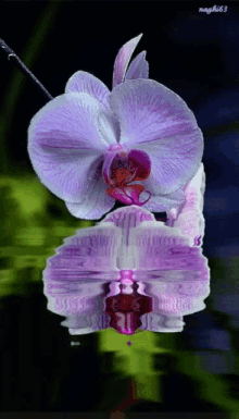 Flower Love GIF - Flower Love Orchid GIFs