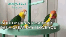 Parrot Victory Dance GIF
