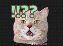 a cat with a surprised look on its face and a question mark above it