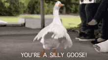 Sillygoose Idiot GIF - Sillygoose Silly Goose GIFs