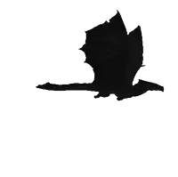 a silhouette of a dragon flying on a white background