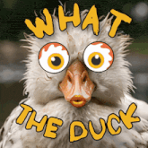 a picture of a duck with the words what the duck written above it