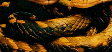 Snakes GIF - Snakes GIFs