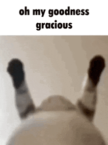 Oh My Goodness Gracious Cat GIF - Oh My Goodness Gracious Oh My Goodness Cat GIFs