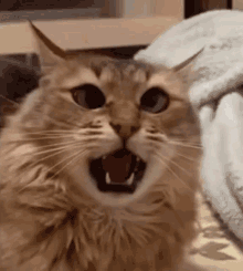 Cat Meow GIF - Cat Meow Shocked GIFs