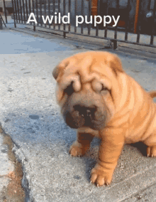 Cute Puppy Cute GIF