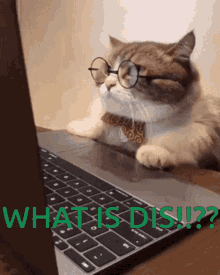 Smarty Pants What Is This GIF - Smarty Pants What Is This Cats GIFs