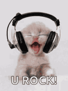 Keep Rockin U Rock GIF - Keep Rockin U Rock Kitten GIFs