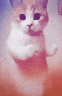 Cat Dance GIF