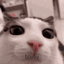 Bluey Cat GIF - Bluey Cat Blinking Eyes GIFs