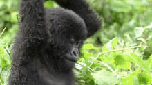 Gorilla Epicprivatejourneys GIF - Gorilla Epicprivatejourneys GIFs