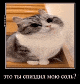 комару Komaru GIF - комару Komaru Komaru Cat GIFs