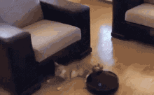 Cat Vs Robot Cat GIF - Cat Vs Robot Cat Cleaner GIFs