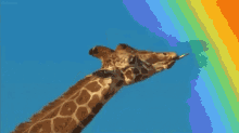 Giraffe Rainbow GIF - Giraffe Rainbow Gay GIFs