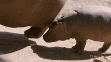 Hide Behind National Geographic GIF