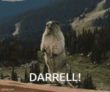 Darrell GIF - Darrell GIFs