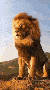 a lion with a long mane is sitting on top of a hill .