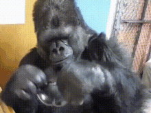 Perdemo Gorila Perdemo GIF - Perdemo Gorila Perdemo Gorila GIFs