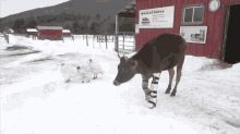 Get Well Soon GIF - Cow GIFs
