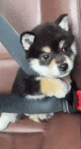 Pup Puppy GIF