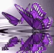 Purple Butterflies GIF - Purple Butterflies GIFs