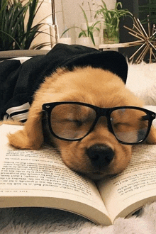 a dog wearing glasses and a hat is sleeping on a book