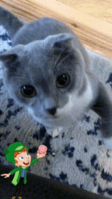 Cute Cat GIF - Cute Cat Leprechaun GIFs