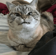 Cat Angry Cat Mad GIF - Cat Angry Cat Mad Judging Cat GIFs