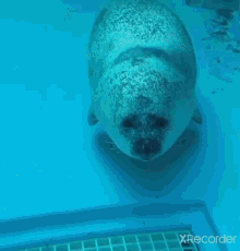 Seal Cute GIF - Seal Cute Bonk GIFs
