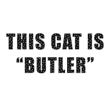 This Cat Is Butler Butler Cat GIF - This Cat Is Butler Butler Cat Penelope Cat Butler GIFs