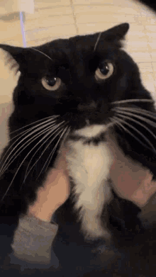 Dingus Cat GIF - Dingus Cat Fast GIFs