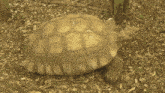 a large tortoise is laying on the ground with leaves around it
