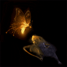 Butterfly Rat GIF - Butterfly Rat Beautiful GIFs