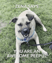 Zena Zenadog Awesome Peepul GIF - Zena Zenadog Awesome Peepul GIFs