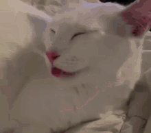 Cat Funny Cat Tongue GIF - Cat Funny Cat Tongue White Cat GIFs