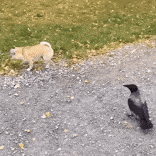a dog and a crow standing on a gravel road