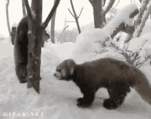 Red Panda Coming To Get You GIF - Red Panda Coming To Get You Here I Come GIFs