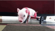 Piggy Wheelchair GIF