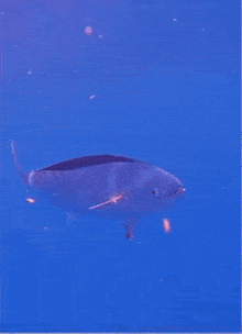Mahi Mahi Fish GIF - Mahi Mahi Fish Swimming GIFs